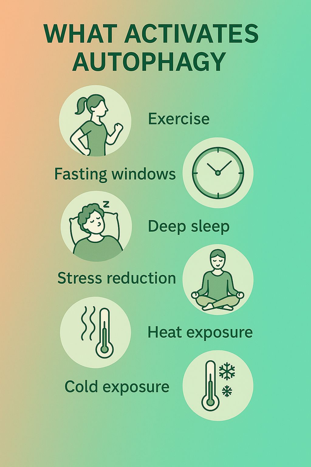 Infographic showing lifestyle triggers that support autophagy and cellular health, such as exercise, fasting windows, diet and temperature exposure.
