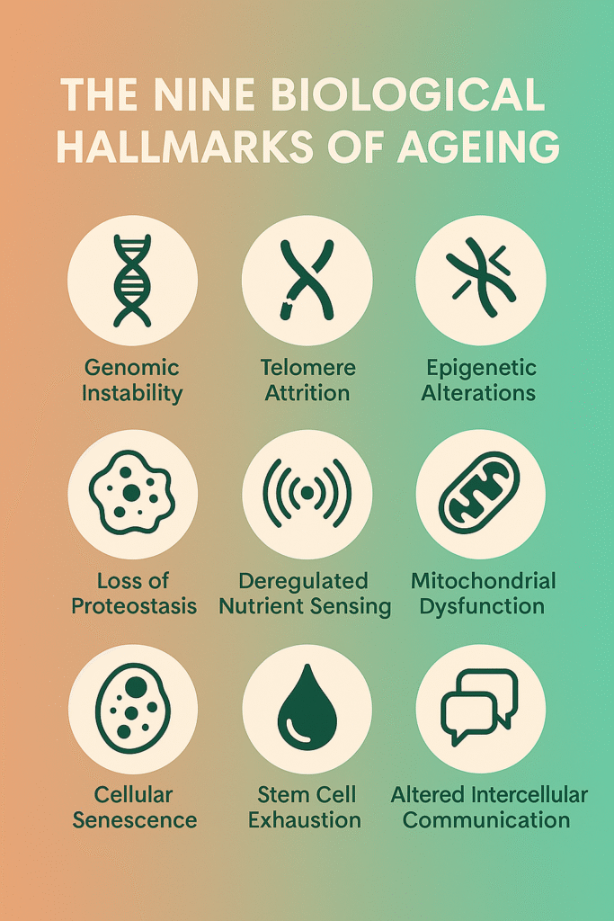 Infographic showing the nine biological hallmarks of ageing, including genomic instability, telomere attrition, epigenetic alterations, loss of proteostasis, deregulated nutrient sensing, mitochondrial dysfunction, cellular senescence, stem cell exhaustion and altered intercellular communication.