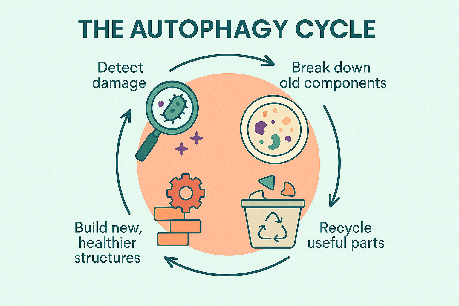 Educational diagram showing the stages of the autophagy cycle: detecting damaged components, breaking them down, recycling useful parts and building new, healthier cellular structures.